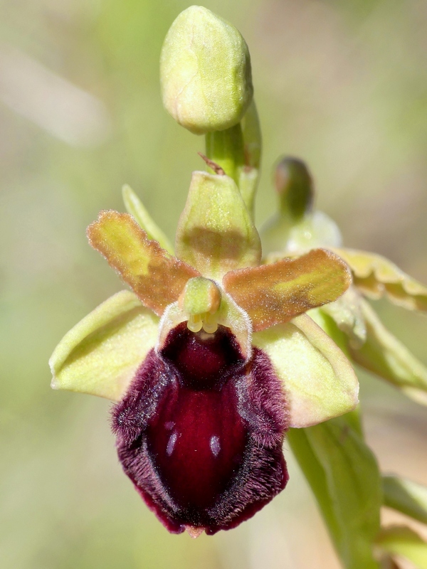 Ophrys promontorii : Abruzzo e Lazio 2019