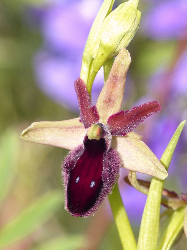 Ophrys promontorii : Abruzzo e Lazio 2019