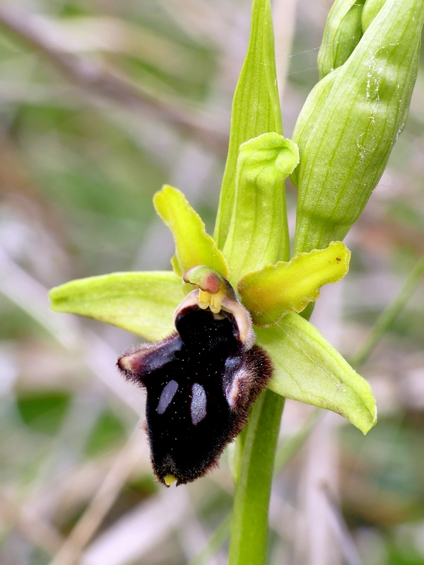 Ophrys promontorii : Abruzzo e Lazio 2019