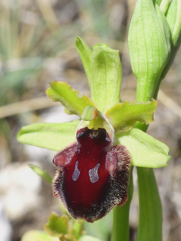 Ophrys promontorii : Abruzzo e Lazio 2019