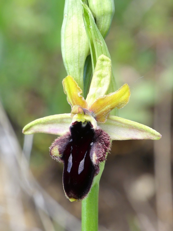 Ophrys promontorii : Abruzzo e Lazio 2019