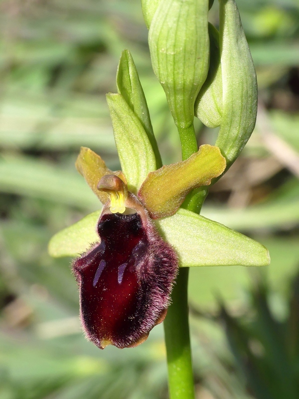 Ophrys promontorii : Abruzzo e Lazio 2019