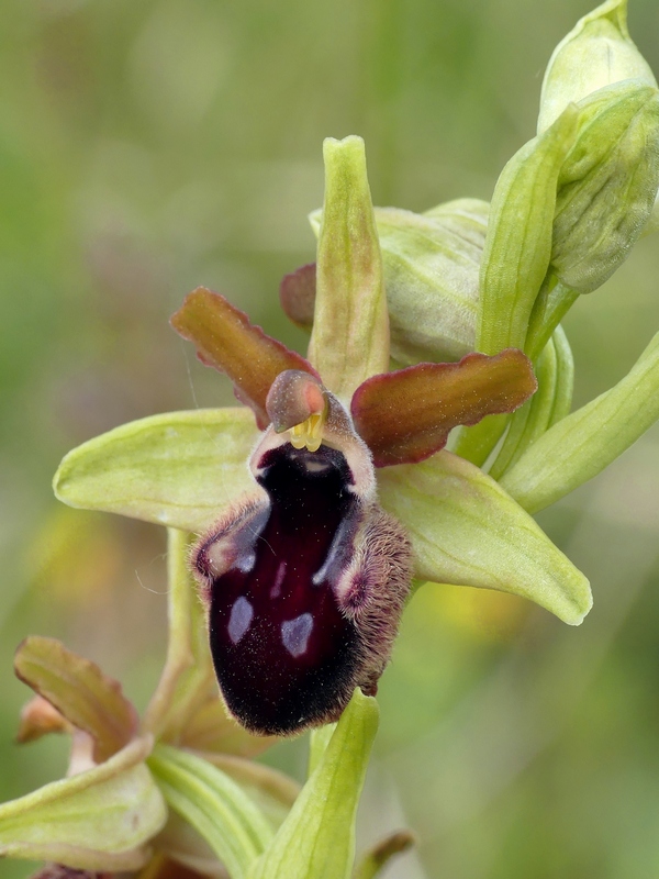 Ophrys promontorii : Abruzzo e Lazio 2019