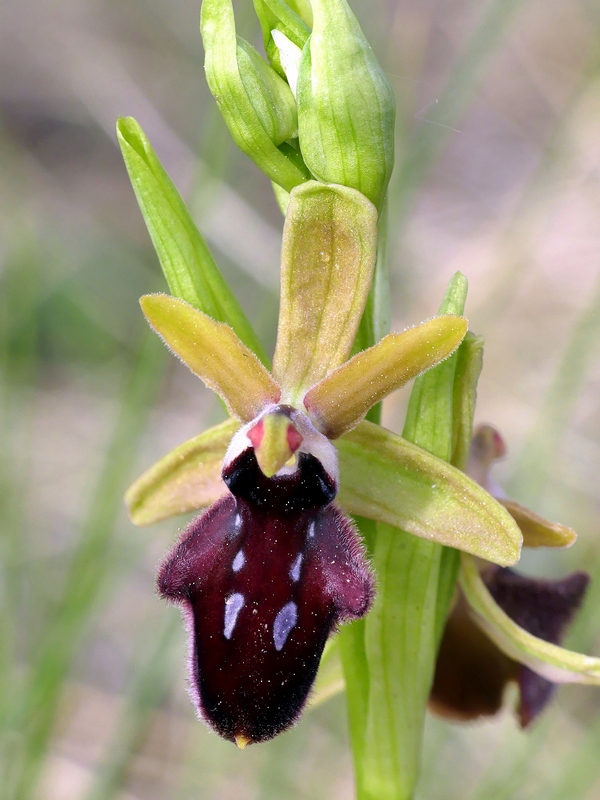 Ophrys promontorii : Abruzzo e Lazio 2019