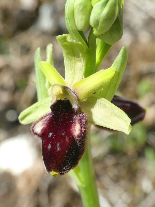 Ophrys promontorii : Abruzzo e Lazio 2019