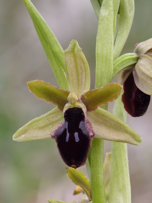 Ophrys promontorii : Abruzzo e Lazio 2019