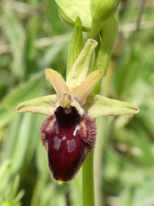 Ophrys promontorii : Abruzzo e Lazio 2019