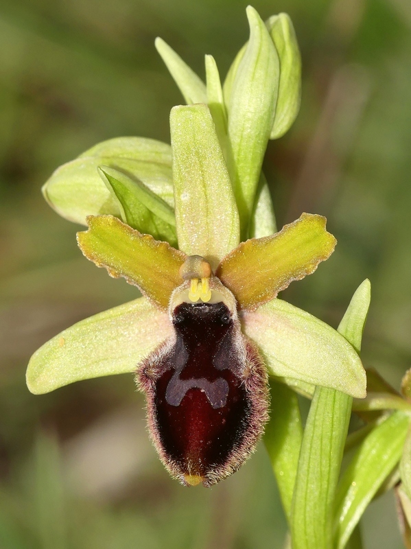 Ophrys promontorii : Abruzzo e Lazio 2019