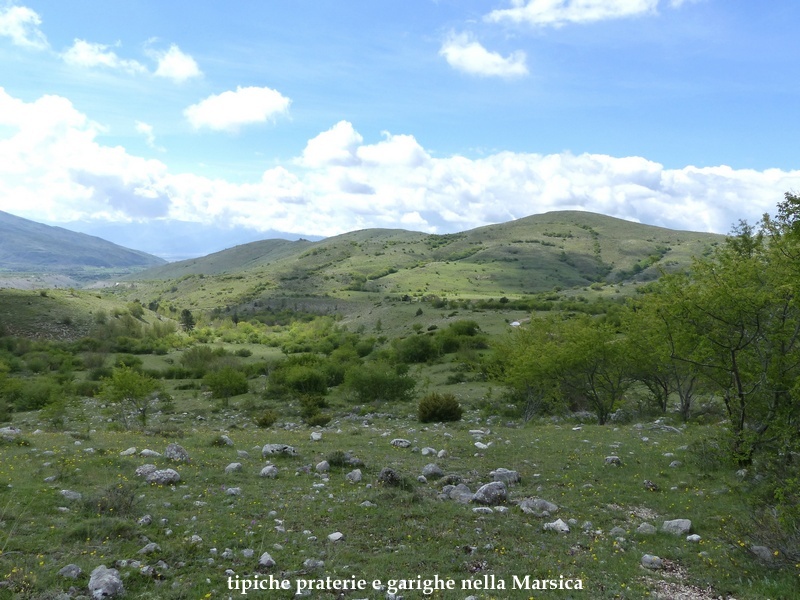 Ophrys promontorii : Abruzzo e Lazio 2019