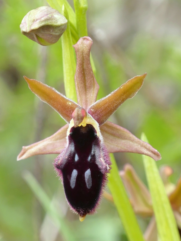 Ophrys promontorii : Abruzzo e Lazio 2019