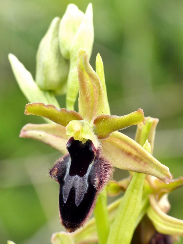 Ophrys promontorii : Abruzzo e Lazio 2019