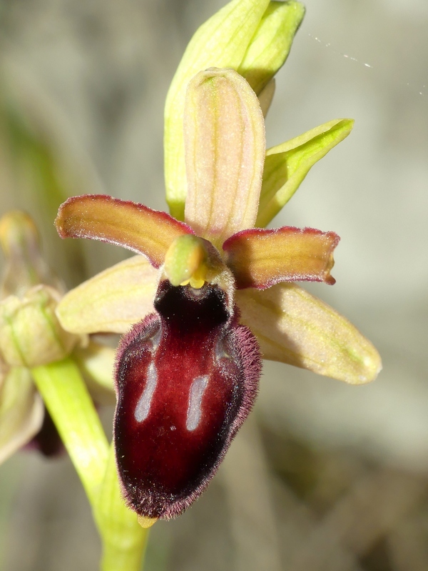 Ophrys promontorii : Abruzzo e Lazio 2019