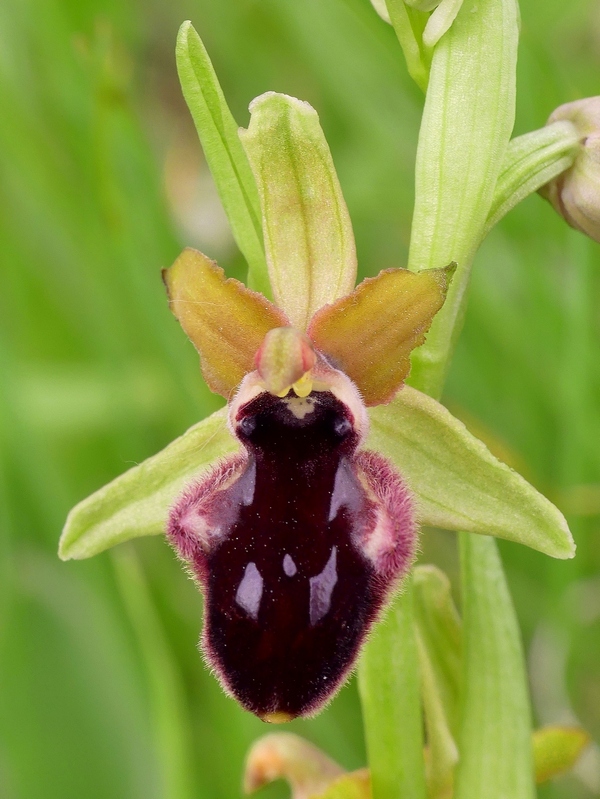 Ophrys promontorii : Abruzzo e Lazio 2019