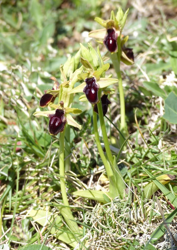 Ophrys promontorii : Abruzzo e Lazio 2019