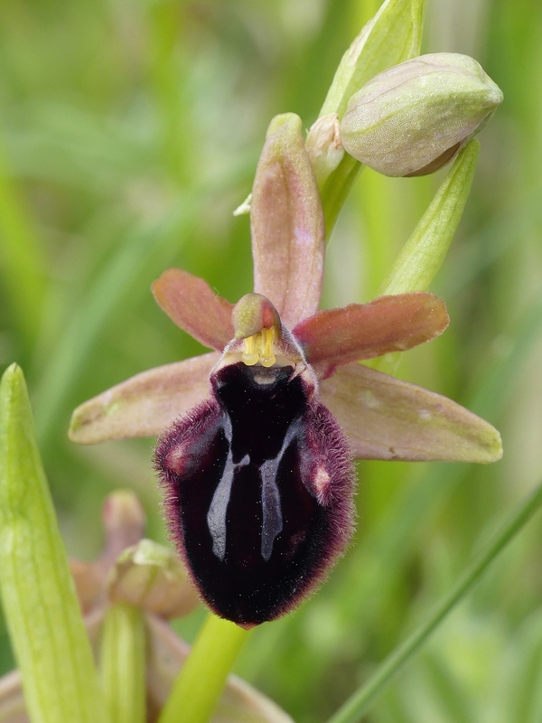 Ophrys promontorii : Abruzzo e Lazio 2019