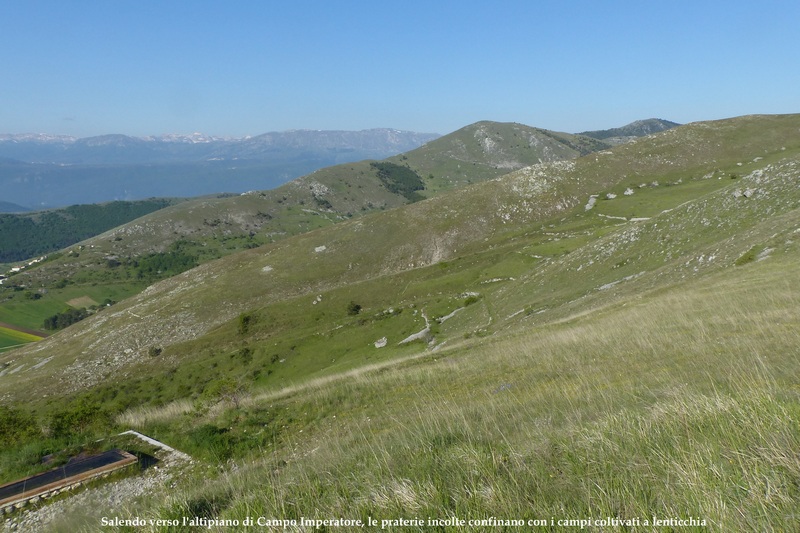 Ophrys promontorii : Abruzzo e Lazio 2019