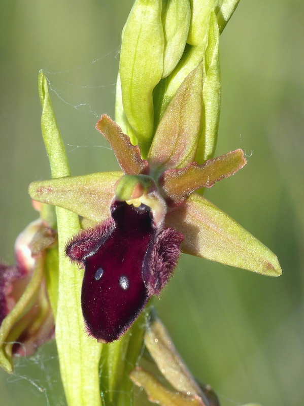 Ophrys promontorii : Abruzzo e Lazio 2019