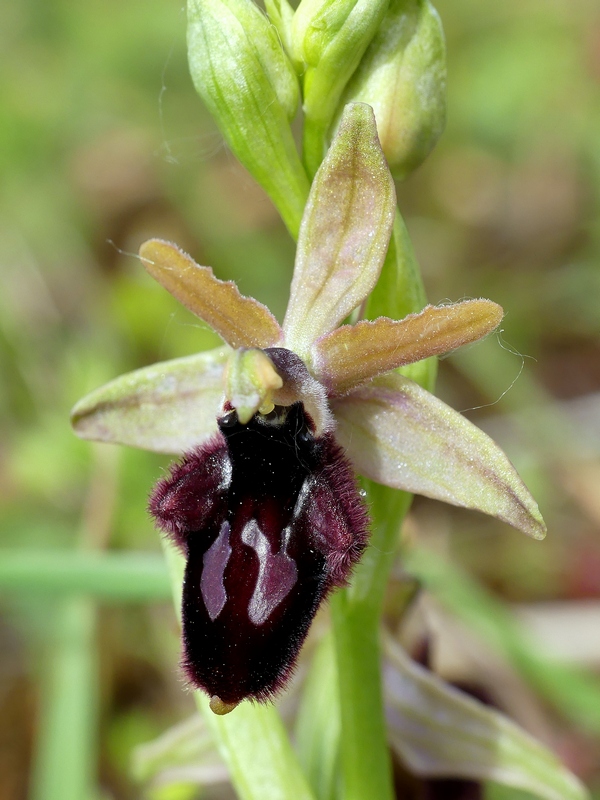 Ophrys promontorii : Abruzzo e Lazio 2019