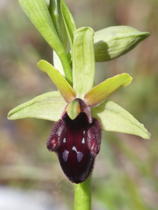 Ophrys promontorii : Abruzzo e Lazio 2019