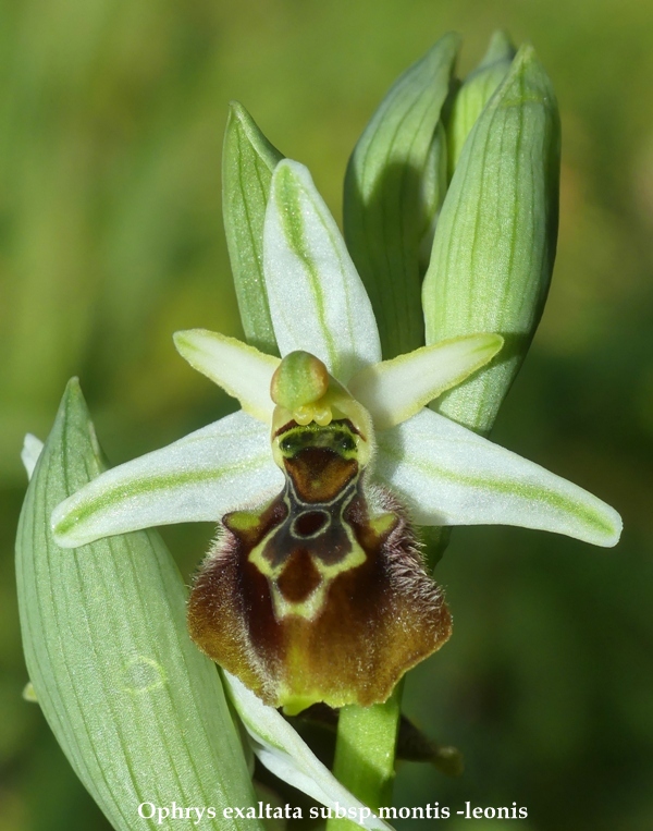 Ophrys sul litorale romano  marzo 2020