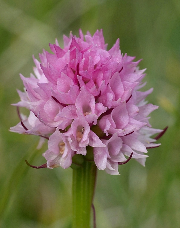 La Nigritella widderi nelle Dolomiti di Brenta.