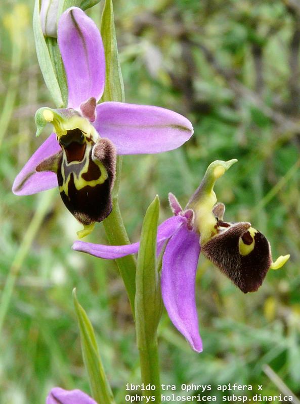 Ophrys del Piemonte da identificare