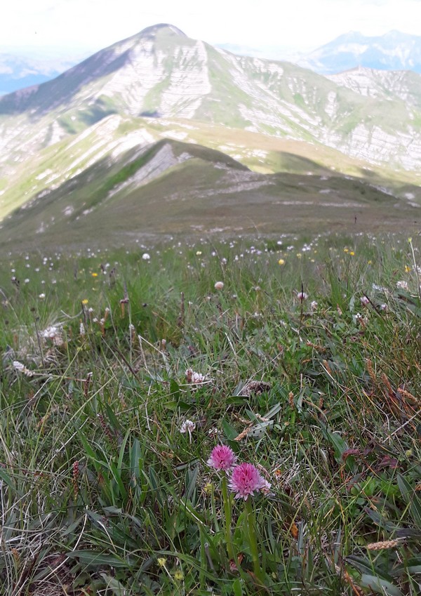 Conferme e sorprese delle alte quote delle  Dolomiti bellunesi