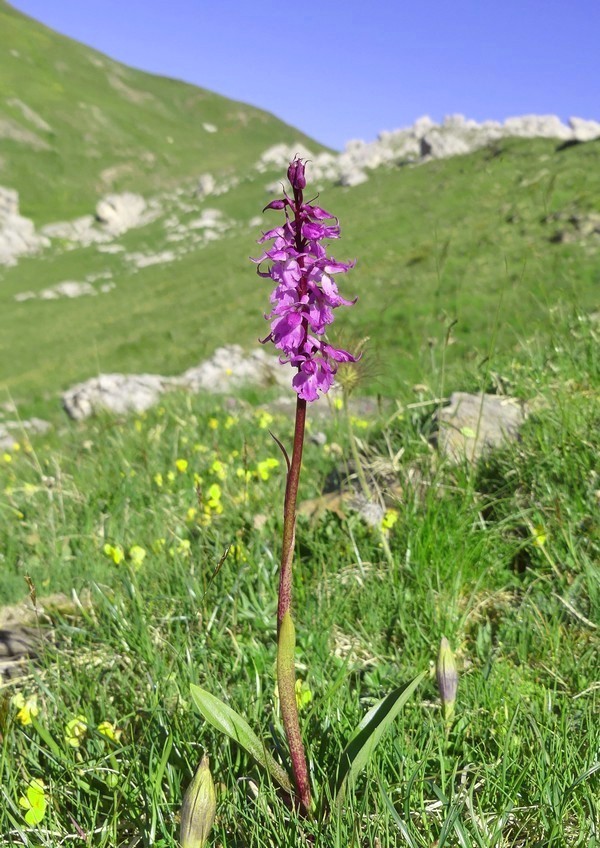 MONDEVAL: le orchidee e la preistoria.