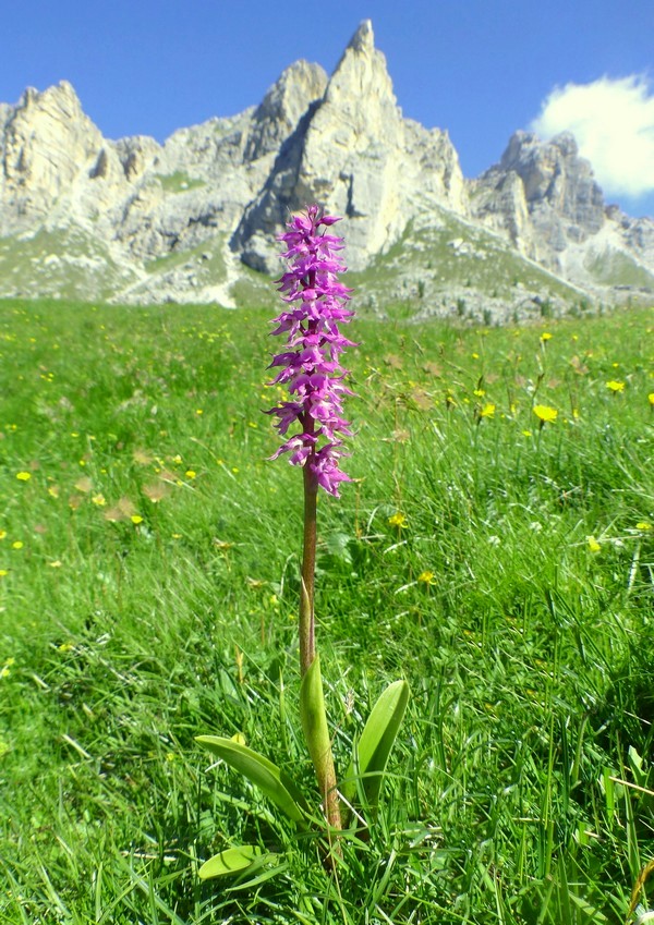 MONDEVAL: le orchidee e la preistoria.