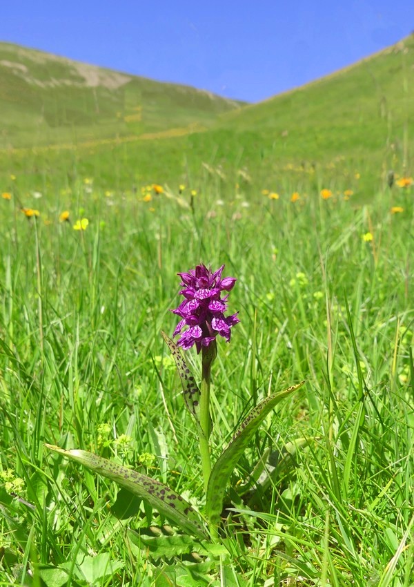 MONDEVAL: le orchidee e la preistoria.