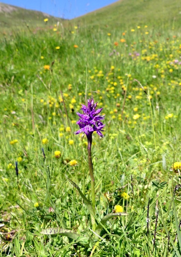 MONDEVAL: le orchidee e la preistoria.