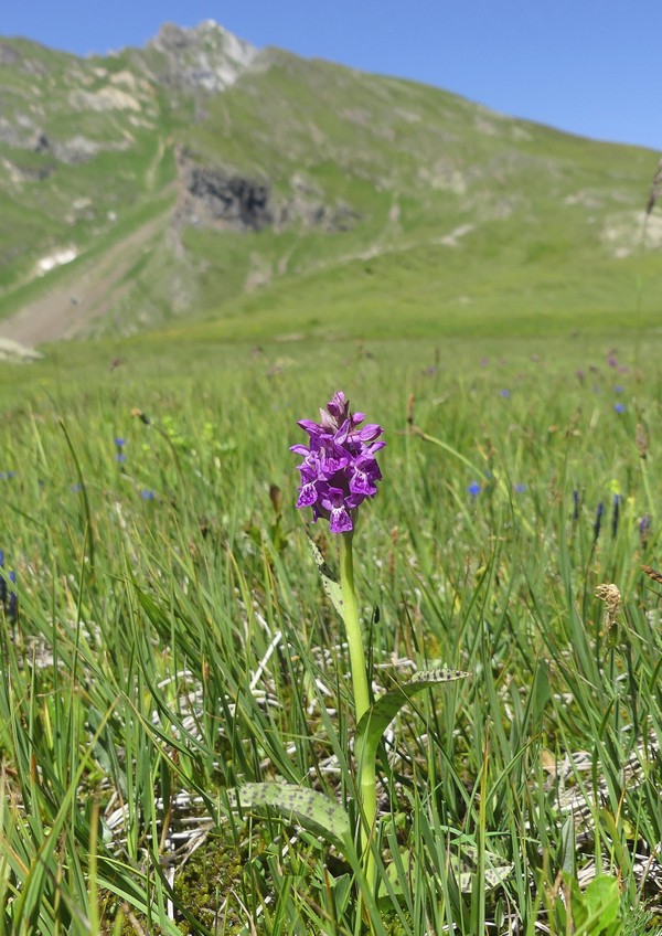 MONDEVAL: le orchidee e la preistoria.