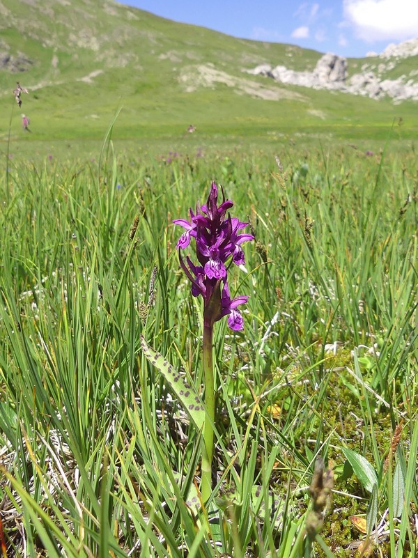 MONDEVAL: le orchidee e la preistoria.