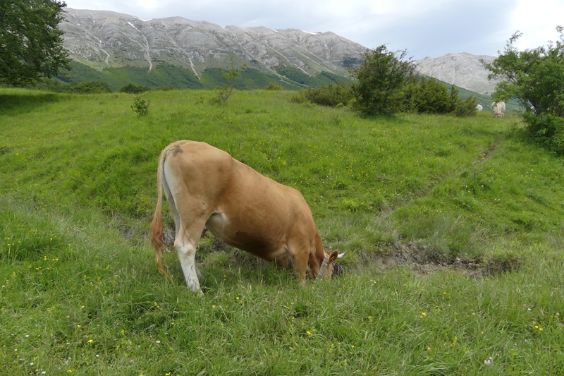 Nigritella widderi nel Parco Nazionale del Gran Sasso e dei Monti della Laga 2020.