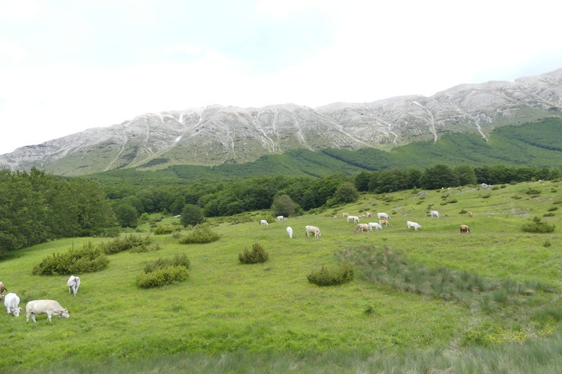 Nigritella widderi nel Parco Nazionale del Gran Sasso e dei Monti della Laga 2020.