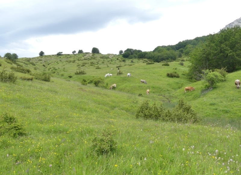 Nigritella widderi nel Parco Nazionale del Gran Sasso e dei Monti della Laga 2020.