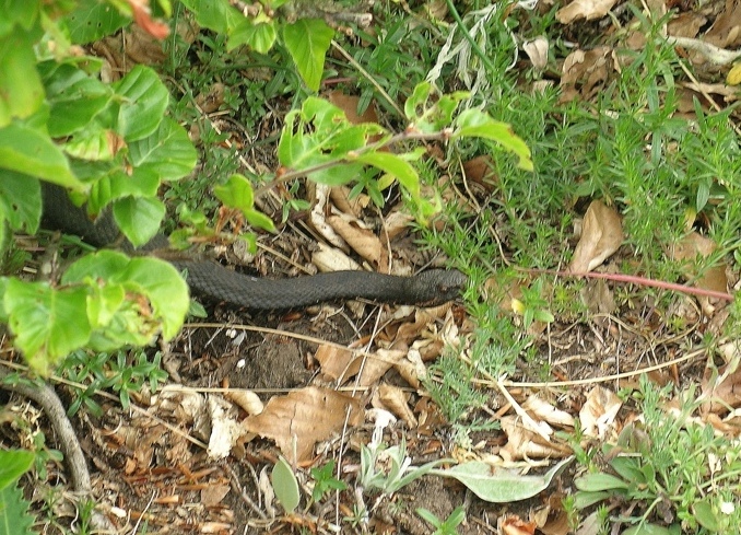 Serpente melanico da determinare:  Vipera aspis