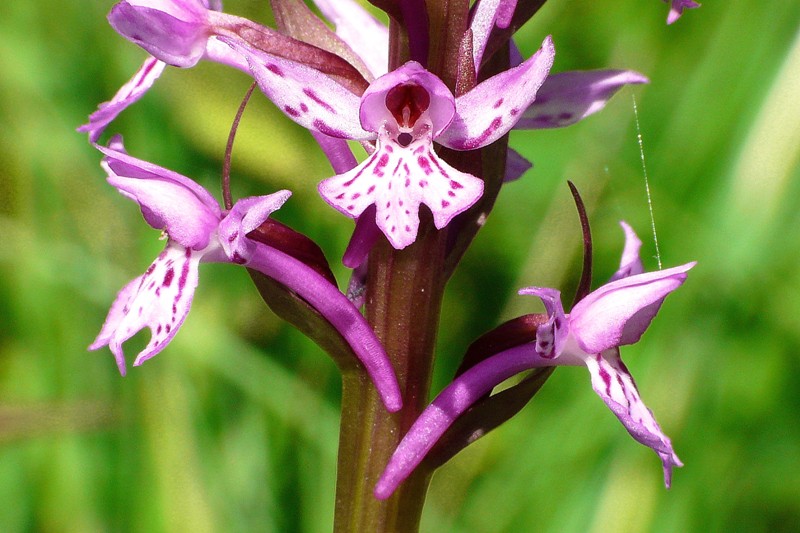 Le orchidee di Vallepietra nel Parco Naturale dei Monti Simbruini (Roma).