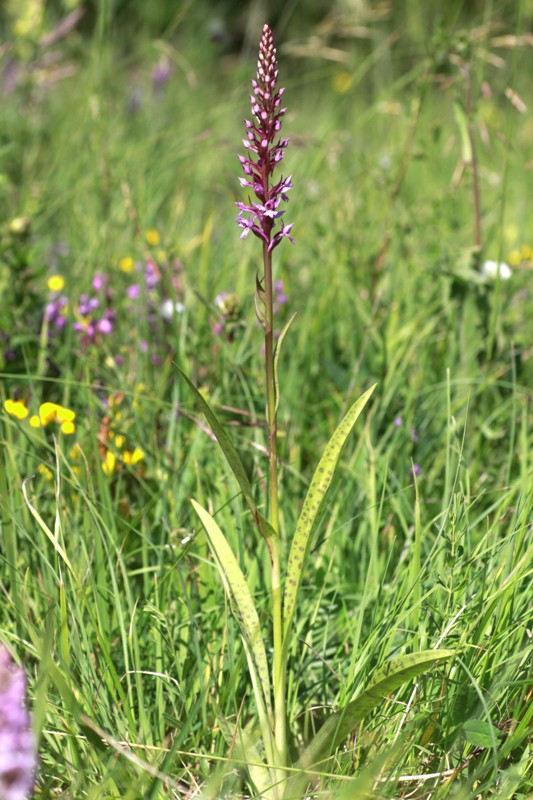 Le orchidee di Vallepietra nel Parco Naturale dei Monti Simbruini (Roma).