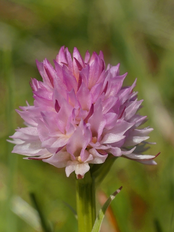 Nigritella widderi nel Parco Nazionale del Gran Sasso e dei Monti della Laga 2020.