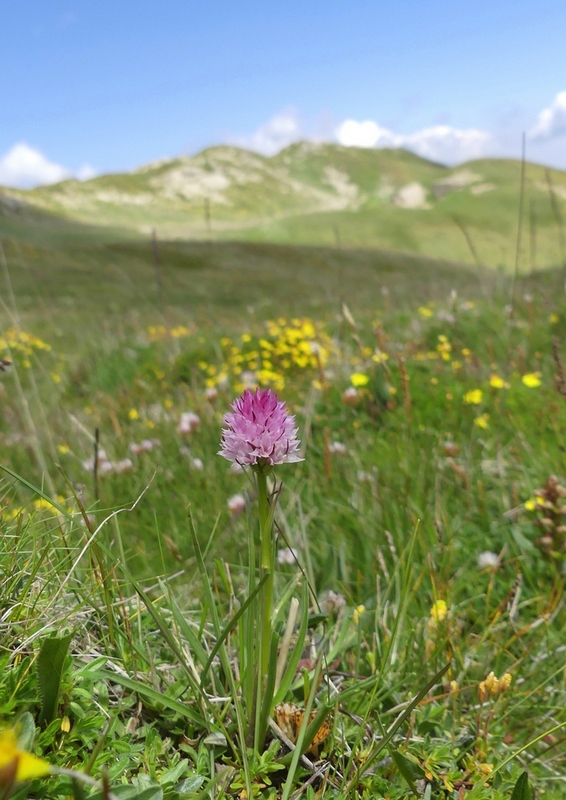 Nigritella widderi nel Parco Nazionale del Gran Sasso e dei Monti della Laga 2020.