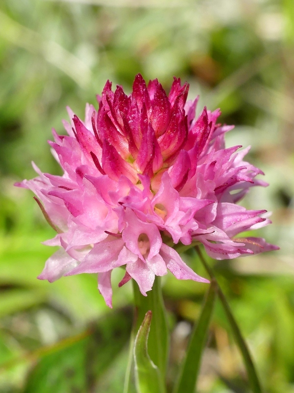 Nigritella widderi nel Parco Nazionale del Gran Sasso e dei Monti della Laga 2020.