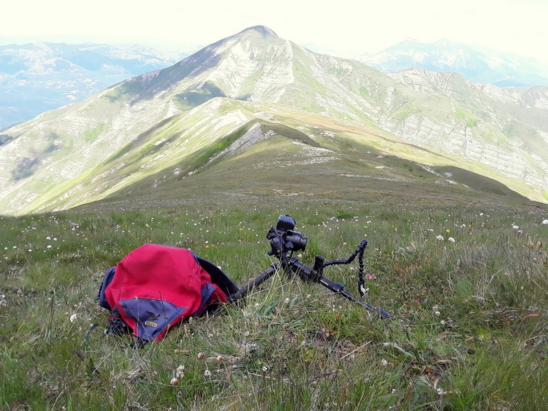 Nigritella widderi nel Parco Nazionale del Gran Sasso e dei Monti della Laga 2020.