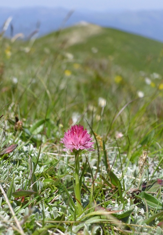 Nigritella widderi nel Parco Nazionale del Gran Sasso e dei Monti della Laga 2020.