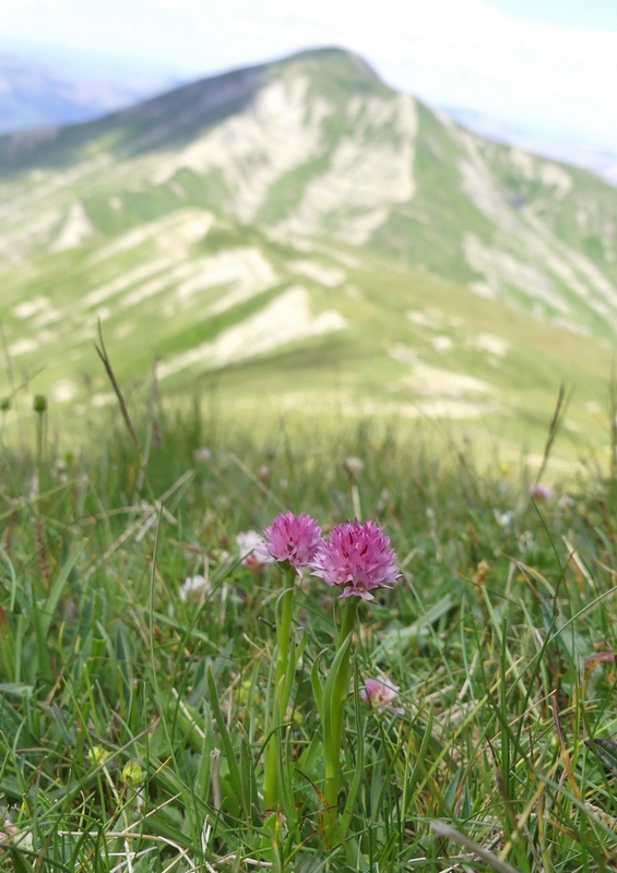 Nigritella widderi nel Parco Nazionale del Gran Sasso e dei Monti della Laga 2020.