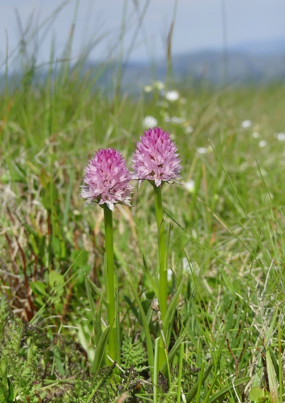 Nigritella widderi nel Parco Nazionale del Gran Sasso e dei Monti della Laga 2020.