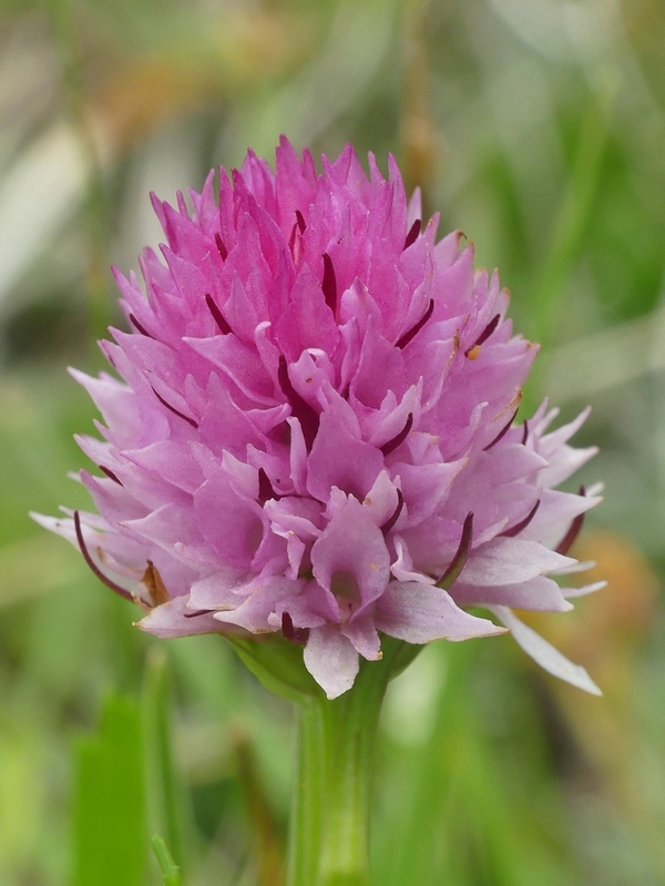 Nigritella widderi nel Parco Nazionale del Gran Sasso e dei Monti della Laga 2020.