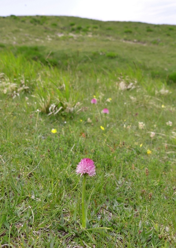 Nigritella widderi nel Parco Nazionale del Gran Sasso e dei Monti della Laga 2020.