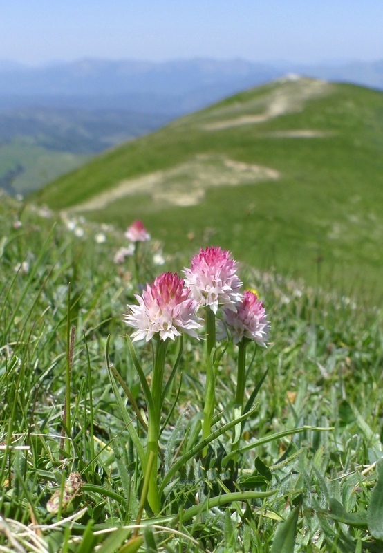 Nigritella widderi nel Parco Nazionale del Gran Sasso e dei Monti della Laga 2020.