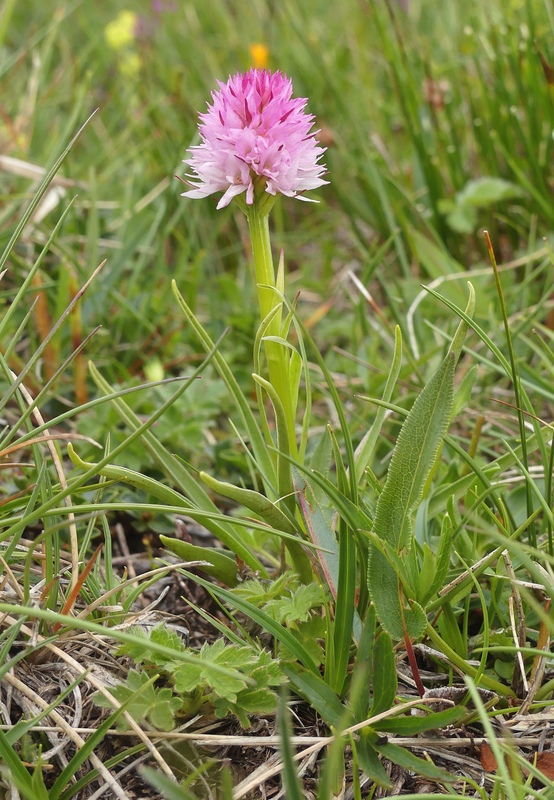 Nigritella widderi nel Parco Nazionale del Gran Sasso e dei Monti della Laga 2020.